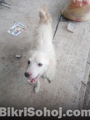 German Spitz Dog